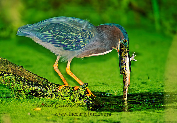 Butorides virescens  GREEN HERON 89127z