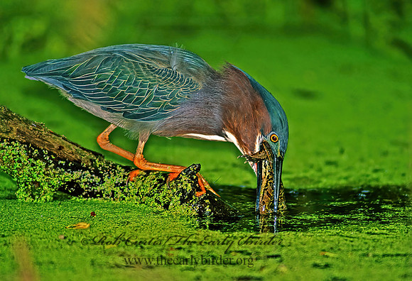 Butorides virescens  GREEN HERON 89132z