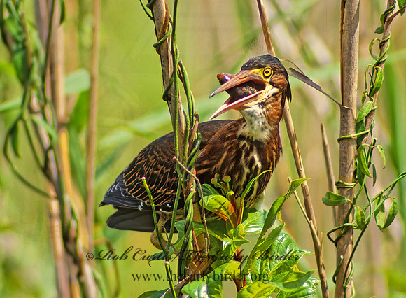 Butorides virescens  GREEN HERON 18830z