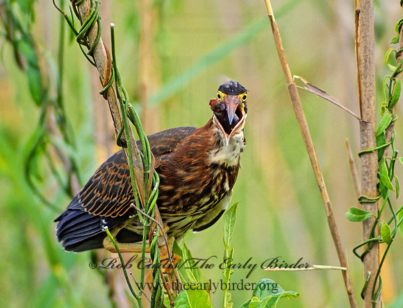 Butorides virescens  GREEN HERON 18831z