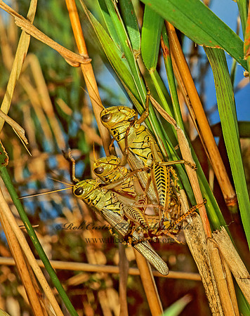 Melanoplus differentialis  DIFFERENTIAL GRASSHOPPER 115006z