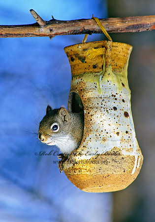 Tamiasciurus hudsonicus  AMERICAN RED SQUIRREL  162131 z