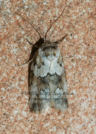 Afrida ydatodes DYAR'S LICHEN MOTH 7005124z