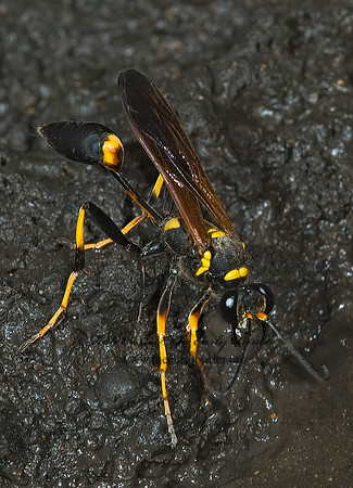 Sceliphron caementarium 5000415z