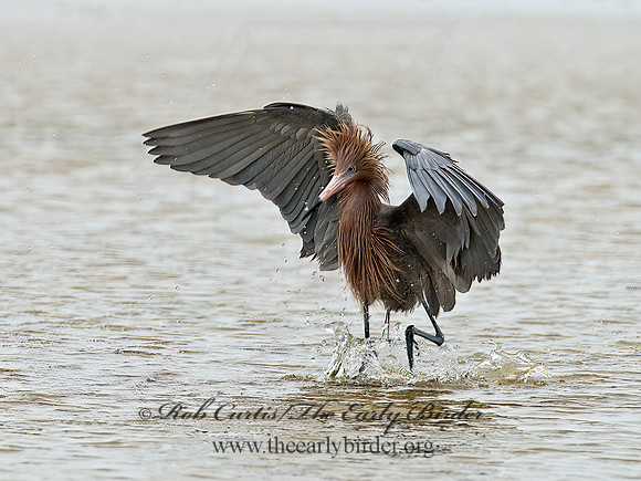 Egretta rufescens  REDDISH EGRET 7004958z+