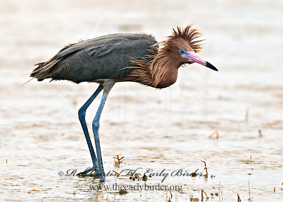 Egretta rufescens  REDDISH EGRET 7005050z+