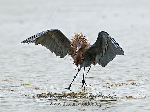 Egretta rufescens  REDDISH EGRET 7004942z
