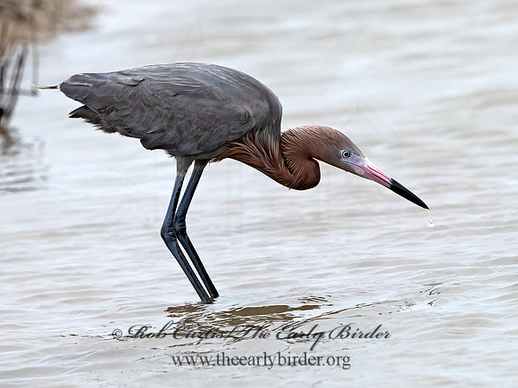 Egretta rufescens  REDDISH EGRET 3029580z