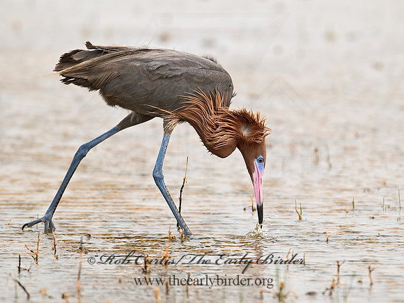 Egretta rufescens  REDDISH EGRET 7005084z+