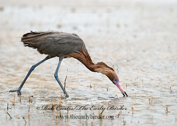 Egretta rufescens  REDDISH EGRET 7005081z+