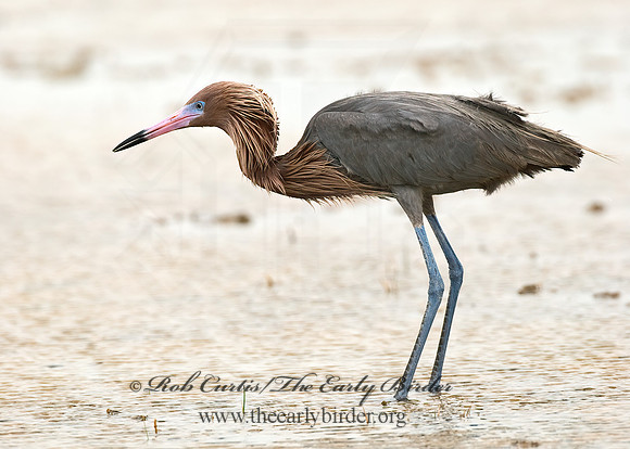 Egretta rufescens  REDDISH EGRET 7005045z+