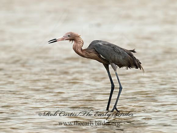 Egretta rufescens  REDDISH EGRET 7004928z
