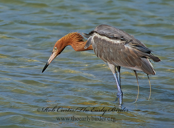 Egretta rufescens  REDDISH EGRET 271221z