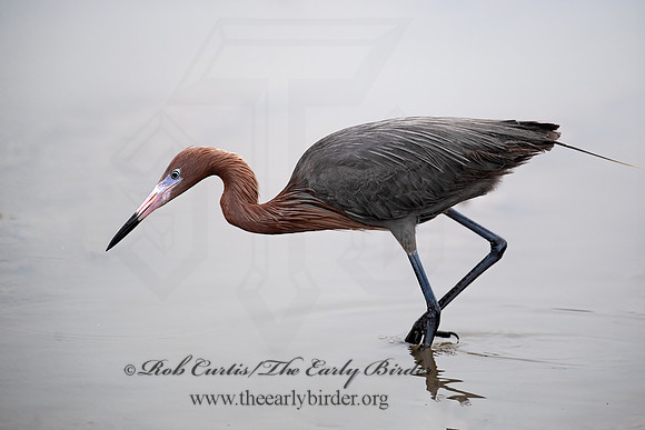 Egretta rufescens  REDDISH EGRET 6038981z