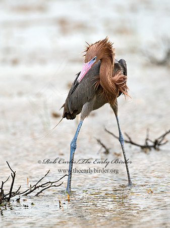 Egretta rufescens  REDDISH EGRET 7005077z+