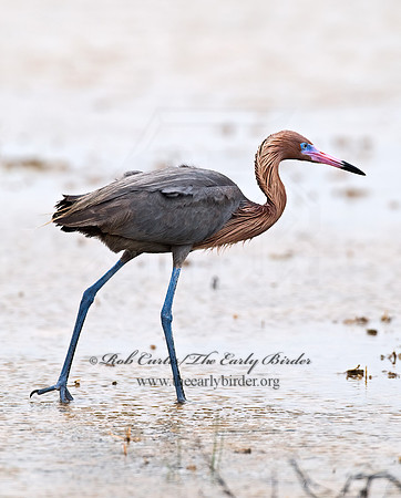 Egretta rufescens  REDDISH EGRET 6023443z+