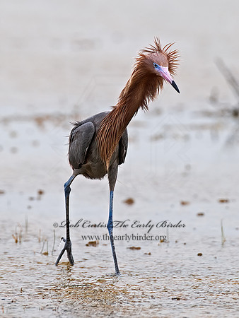 Egretta rufescens  REDDISH EGRET 6023441z+