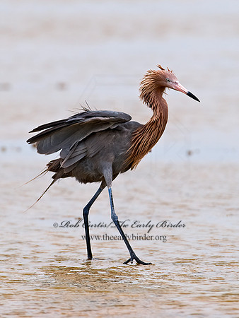 Egretta rufescens  REDDISH EGRET 6023436z+