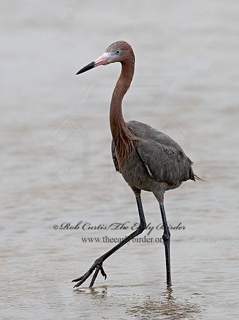 Egretta rufescens  REDDISH EGRET 3029590z