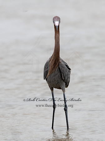 Egretta rufescens  REDDISH EGRET 3029587z