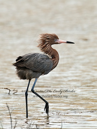 Egretta rufescens  REDDISH EGRET 7004964z+