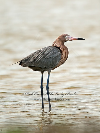 Egretta rufescens  REDDISH EGRET 7004944z+
