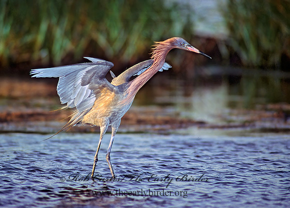 Egretta rufescens  REDDISH EGRET 89834z