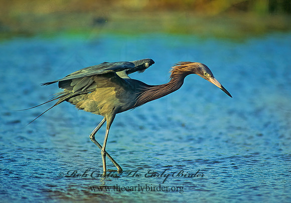 Egretta rufescens  REDDISH EGRET 87628z