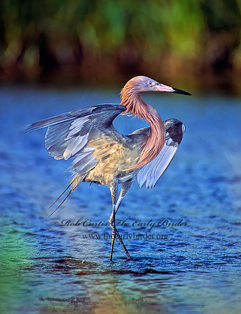 Egretta rufescens  REDDISH EGRET 87621z