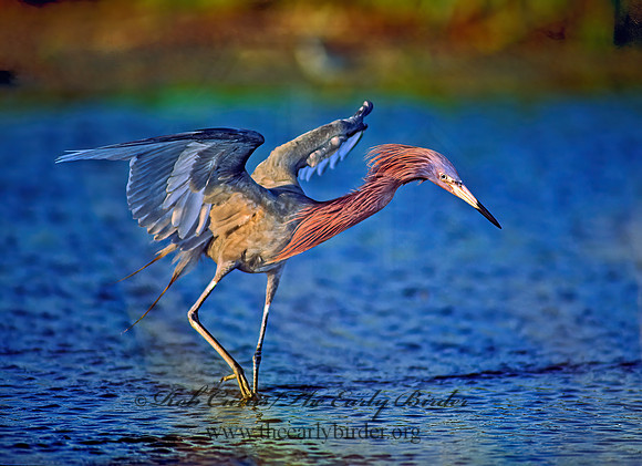 Egretta rufescens  REDDISH EGRET 87625z