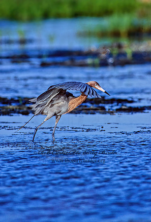 Egretta rufescens  REDDISH EGRET 68731z