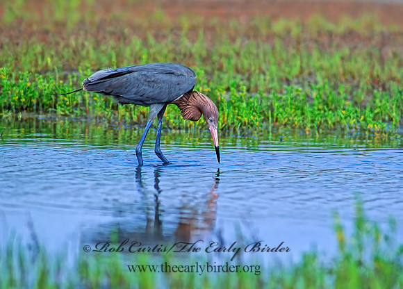 Egretta rufescens  REDDISH EGRET 49519z
