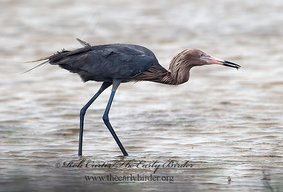 Egretta rufescens  REDDISH EGRET 7004939z