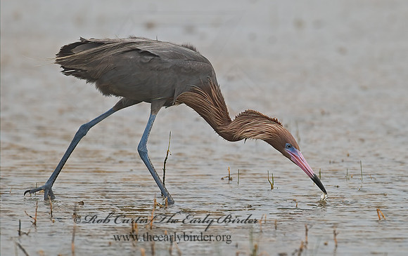 Egretta rufescens  REDDISH EGRET 7005082z