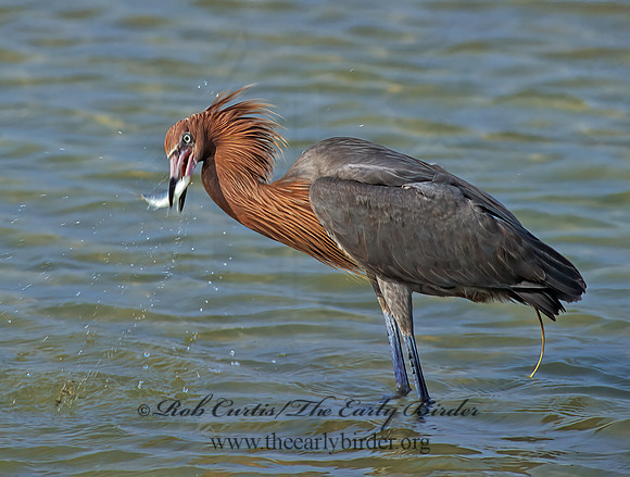 Egretta rufescens  REDDISH EGRET 271222z