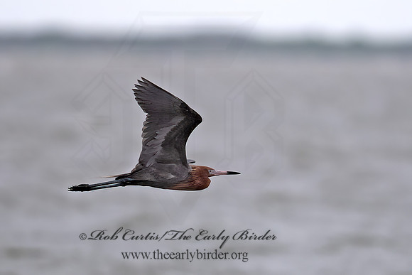 Egretta rufescens  REDDISH EGRET 6039052z