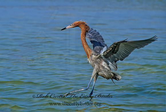 Egretta rufescens  REDDISH EGRET 271228z