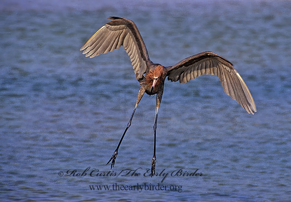 Egretta rufescens  REDDISH EGRET 271136z