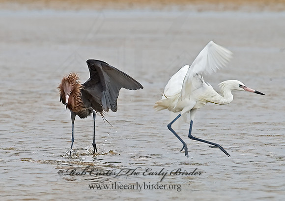 Egretta rufescens  REDDISH EGRET 6023434z