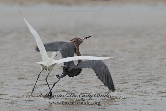 Egretta rufescens  REDDISH EGRET 7004914z