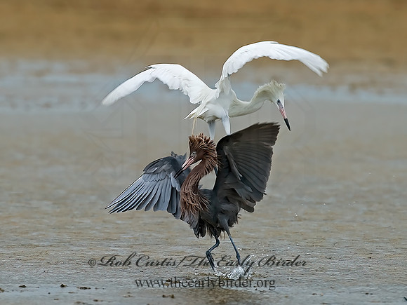 Egretta rufescens  REDDISH EGRET 7004905z
