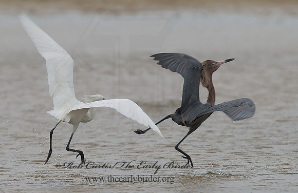 Egretta rufescens  REDDISH EGRET 7004915z