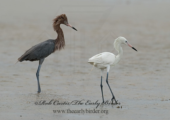 Egretta rufescens  REDDISH EGRET 7004924z