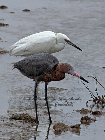 Egretta rufescens  REDDISH EGRET 6038909z