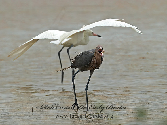 Egretta rufescens  REDDISH EGRET 7004953z