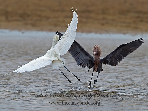Egretta rufescens  REDDISH EGRET 7004956z