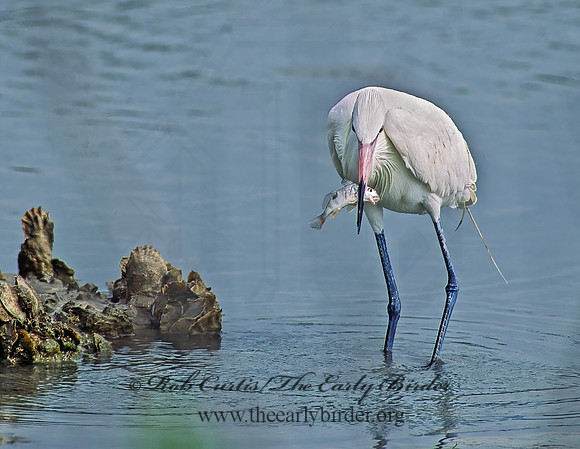 Egretta rufescens  REDDISH EGRET 90832z