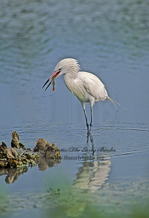 Egretta rufescens  REDDISH EGRET 90814z