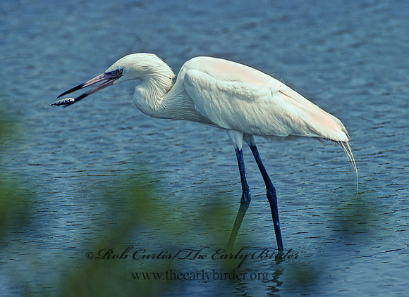 Egretta rufescens  REDDISH EGRET 90911z