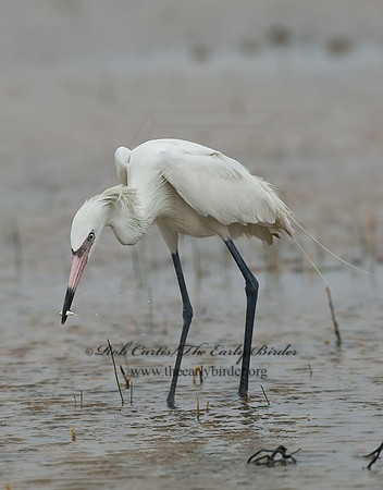 Egretta rufescens  REDDISH EGRET 7005037z